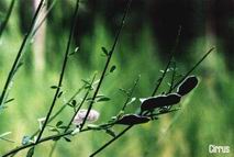 arnowiec miotlasty
