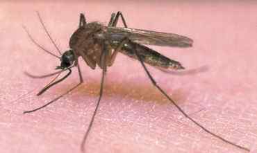Roznoszący wirusa komar