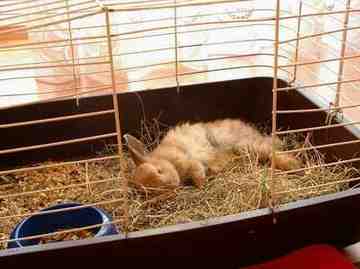 Trunia - królik samiczka