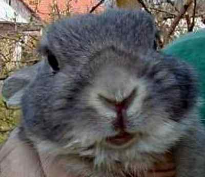 Trunio - królik samczyk