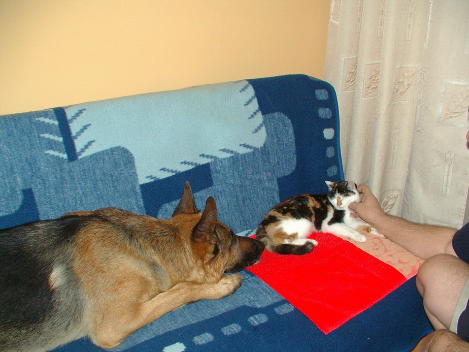 Spotkanie Pusia i Misiu kocica specjalnie się nim nie przejmuje